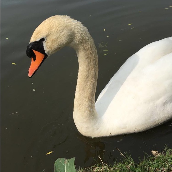 Meet your Posher, Paige - Picture 1 of 1